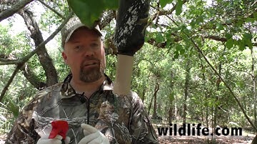 Deer Talk Now - Mock Scrape System That Works on Whitetail Bucks