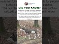 Why Piebald Bucks Keep White Spots And Suffer Health Troubles #wildlifefacts #animals