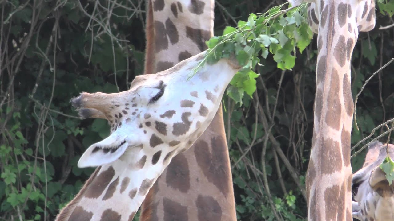 World Giraffe Day al Parco Natura Viva - YouTube