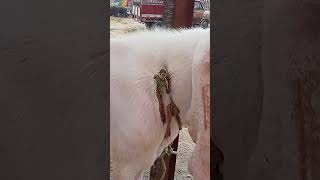 𝕣𝕒𝕛𝕒𝕟 𝕡𝕦𝕣𝕚 𝕓𝕣𝕖𝕒𝕕𝕣 𝕘𝕠𝕒𝕥 𝕕𝕖𝕞𝕒𝕟𝕕 250000 𝕗𝕚𝕟𝕒𝕝 200000