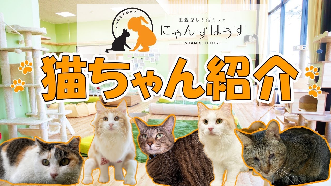 2022年4月開店【滋賀県長浜市】保護猫カフェ「にゃんずはうす」に行っ