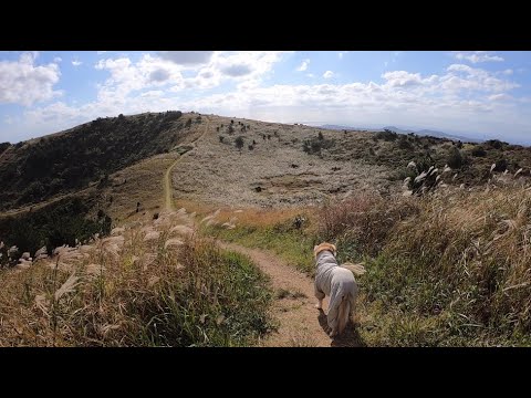 제주 캠핑은 여기까지🏕오름 산책하고 이쁜 카페 발견❤️숙소 들어가기전 일정 🌊Traveling <strong>with</strong> my dog in <strong>Jeju</strong> Island 제주도여행