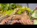 ダイソー透明収納ケースで作る『キガシライロワケヤモリ』を飼育するバイオアクティブビバリウムケージ