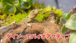 ダイソー透明収納ケースで作る『キガシライロワケヤモリ』を飼育するバイオアクティブビバリウムケージ