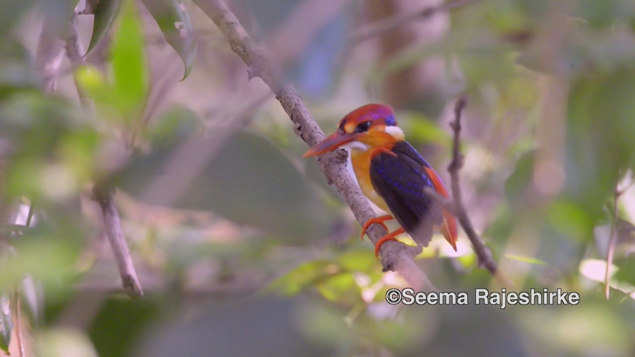 Oriental Dwarf Kingfisher 