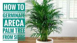 How to germinate areca palm tree from seeds/areca palm tree ko seeds se ugane ka tarika