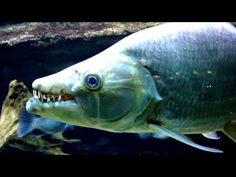 Video cá hổ côngô khổng lồ( Goliath) - youtube