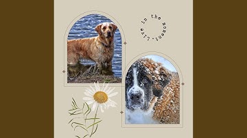 Pulsating Ambience for Dogs Taking It Easy