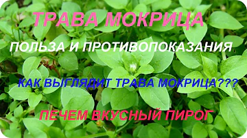 #ТРАВА МОКРИЦА!#ПОЛЬЗА И ПРОТИВОПОКАЗАНИЯ!КАК ВЫГЛЯДИТ ТРАВА МОКРИЦА? ПЕЧЕМ ВКУСНЫЙ ПИРОГ)))119