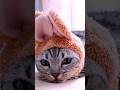 十五夜にウサギになった猫　#マンチカン #ジェネッタ #短足