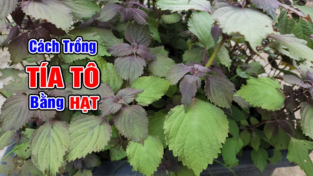 Cách trồng tía tô trong chậu bằng hạt tại nhà.