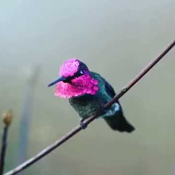 Burung Madu