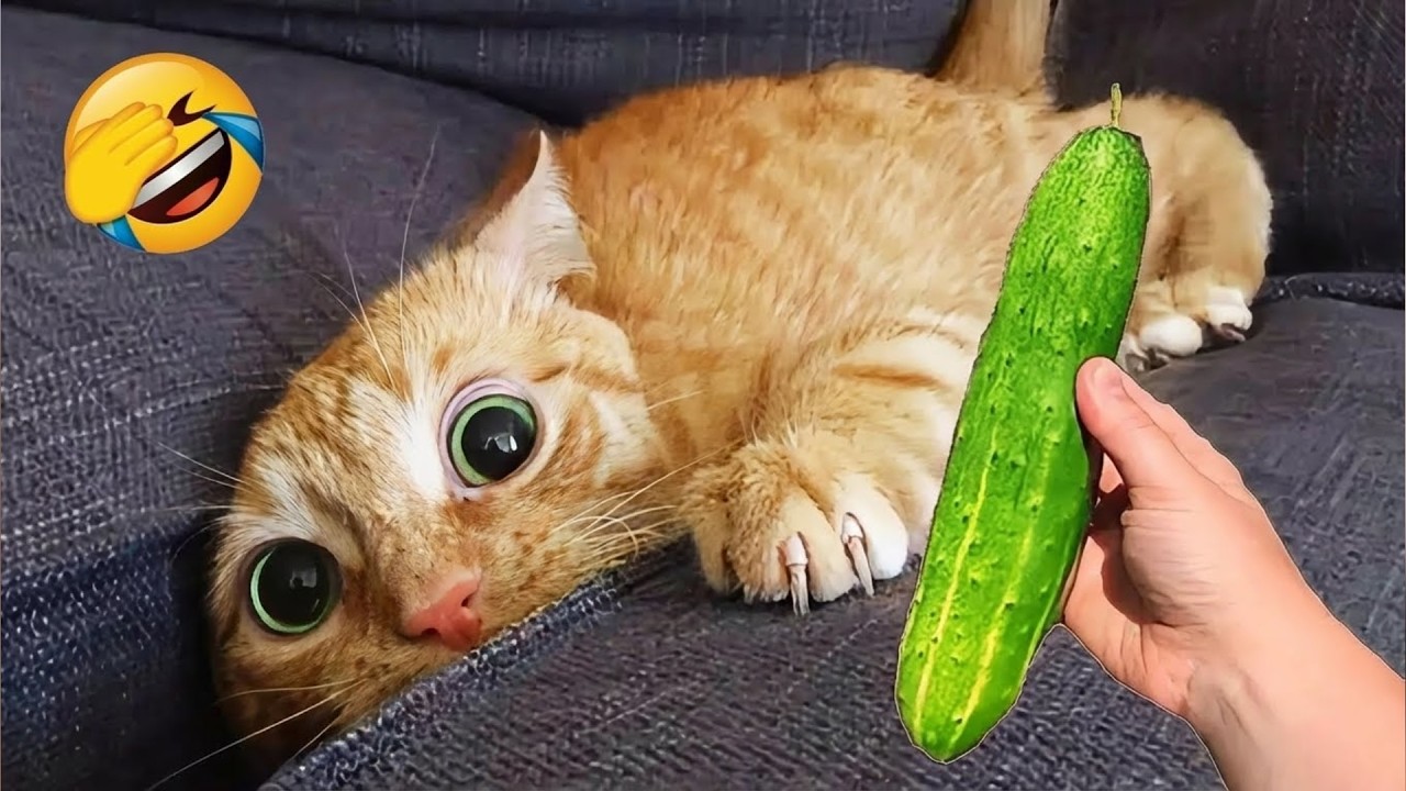 Смеешься — проигрываешь 😂 Самые смешные кошки и собаки 2026 😅 Часть 18