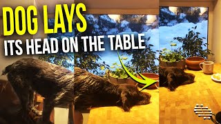 Dog Waiting for Owner to Give It Food as It Lays Its Head on the Table