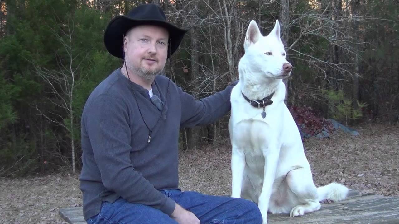 It is a Myth that Bats Attack People - but wolves might