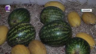 Kürdəmirdə Qarpız-Yemiş Satılır