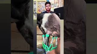 জাপানে কিভাবে গরু পালন করা হয় দেখুন | cow farming #foryou #viral #reels #reaction #facts #shorts