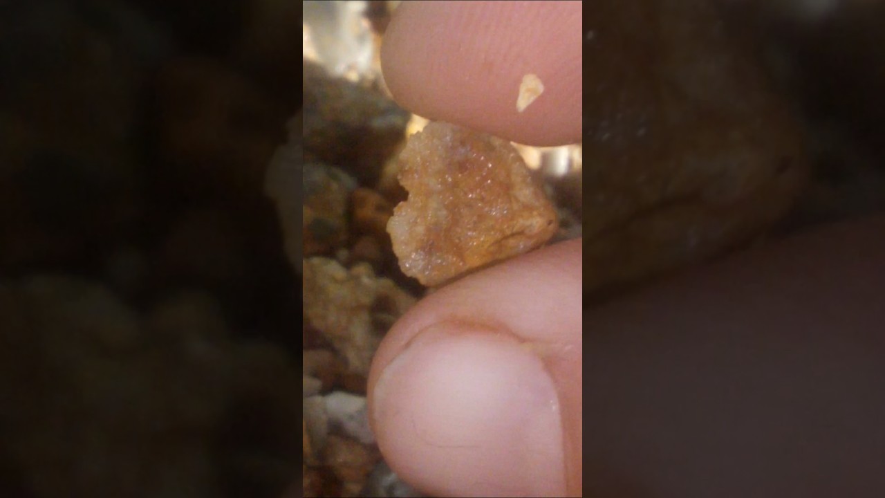 UNREAL: I found an amazing Brachiopod Fossil