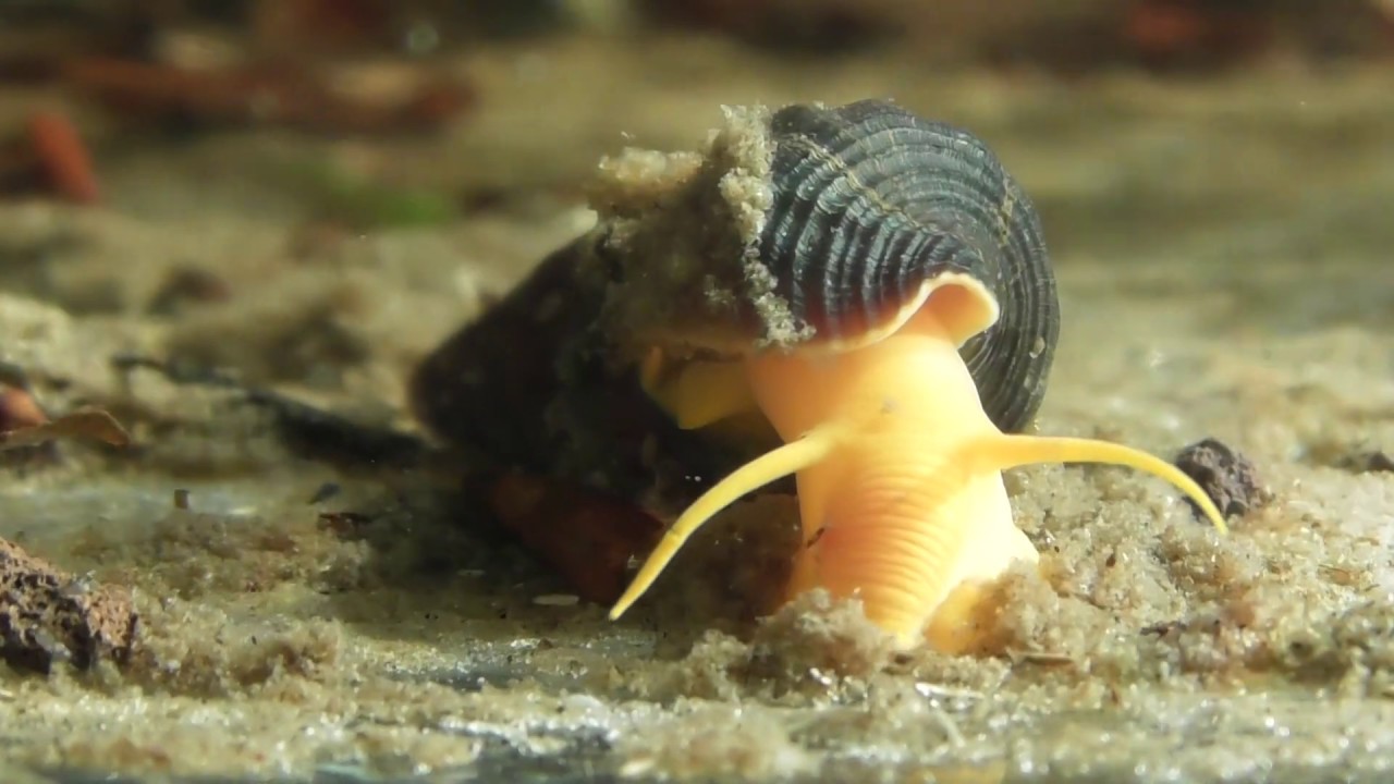 Tylomelania golden rabbit in the light of the morning sun- snail