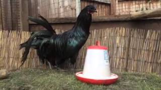 Black Sumatra gamefowl