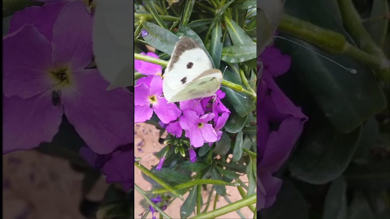 Erysimum Bowles Mauve - Wallflowers seeds 