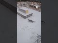 Otters’ Snow Day Playtime Caught on Camera#nationalaquarium #ottershorts #animals