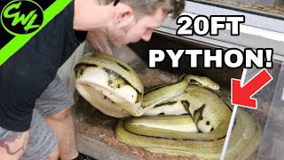 MOVING A 20FT PYTHON!!!