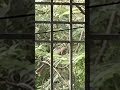 @ChamakteVlogs #Shortvedeo #Naturephotography 🌿🦚 #एशियाईफीमेलकोयल🐦‍⬛🌿