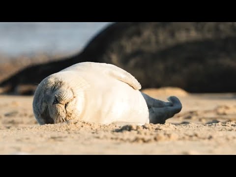 Video: Pet Scoop: Harbor Seal Pup salvat în timpul furtunii, porcii de Guineea pot ajuta copiii autiști