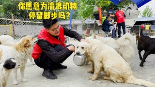 爲流浪動物停留腳步壹起傳遞愛心讓它們找到溫暖的家