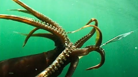 Giant Humboldt Squid Bite off Newport Beach