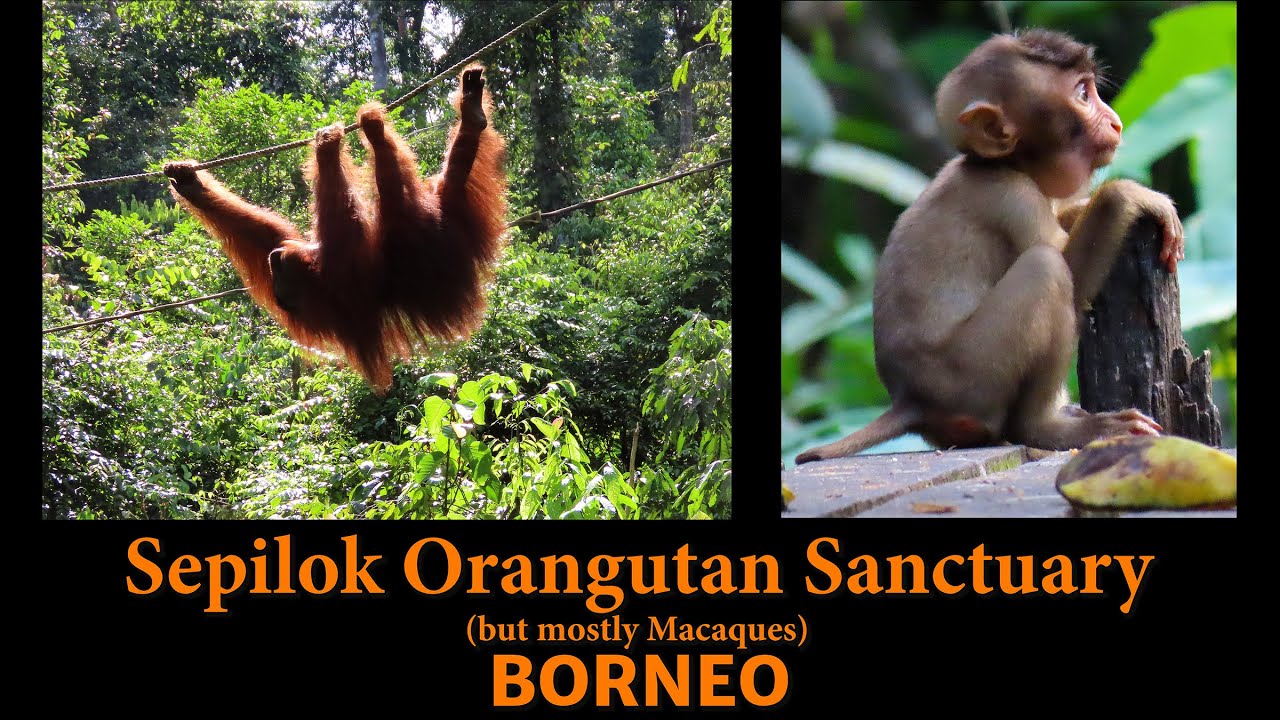 Sepilok Orangutan Sanctuary- Borneo - 28 April 2023 - 4K