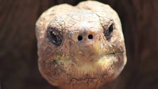 The Galápagos Islands: On Your Own and On a Budget