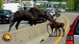 Baby Moose Gets Saved By Good Samaritans