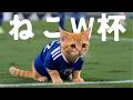 もしも猫がW杯に出ていたら...⚽️