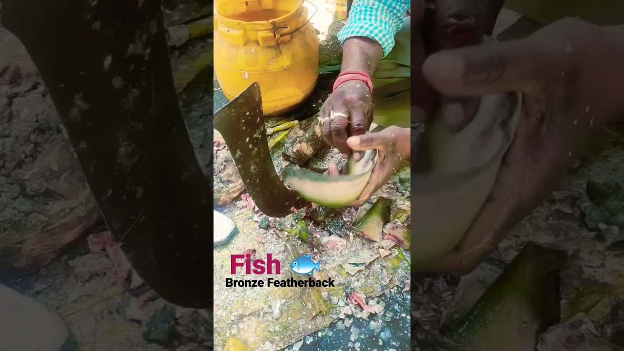 Fish (Bronze Feather back) 