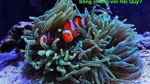 Bí Mật Cá Hề: Chuyển Giới? Sống Chung Với Hải Quỳ?! 🐠 | Sự Thật Về Nemo