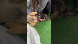 Gemma Getting Belly Rubs