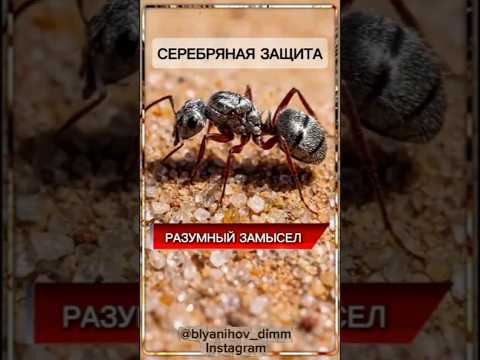 РАЗУМНЫЙ ЗАМЫСЕЛ 🐜 #творение #муравей #природа #разумный_самысел #защита #наука #религия #god