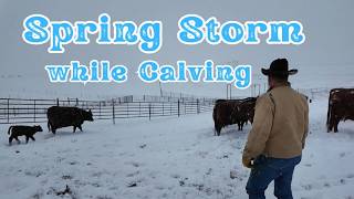Calving In a Spring Storm | Calving 2026 | Part 4