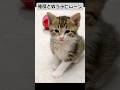睡魔と戦っていた赤ちゃん猫が成長するとこうなりましたw#保護猫 #子猫 #かわいい子猫 #shorts