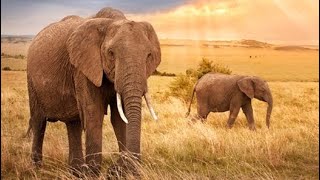 Geospatial Intelligence Saving Wildlife