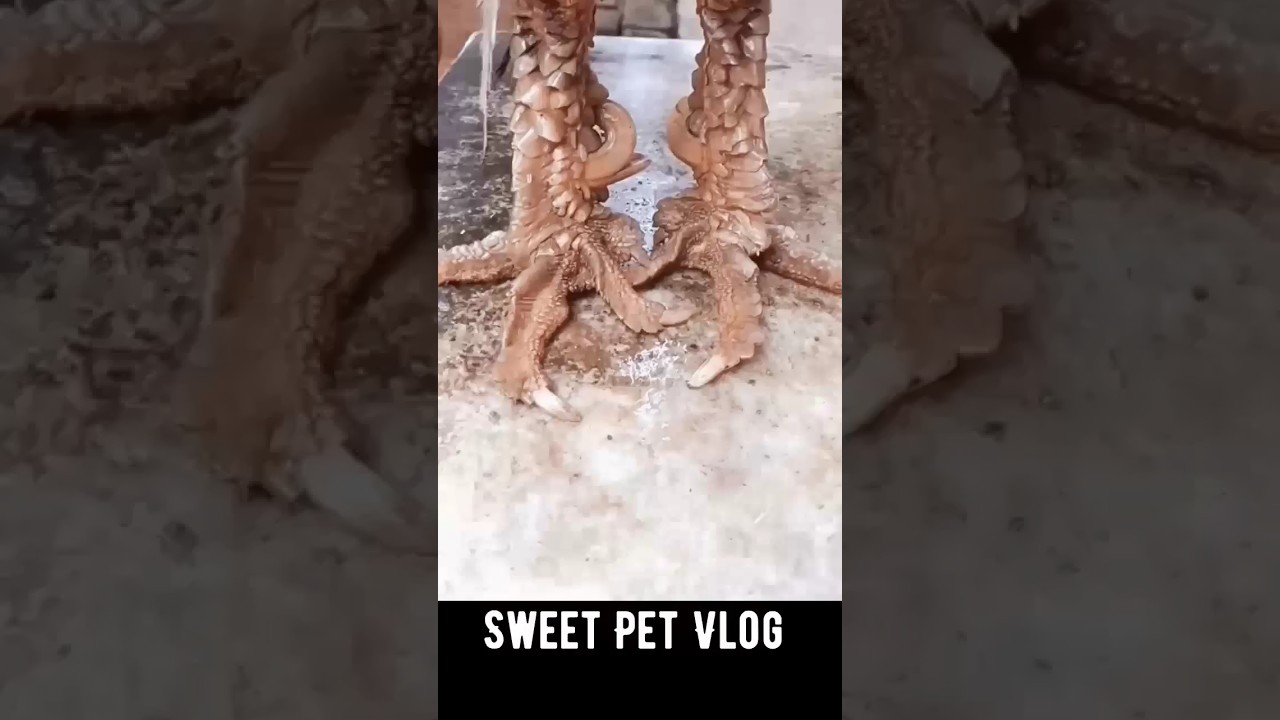 dragon 🐓aseel thai rooster😍 