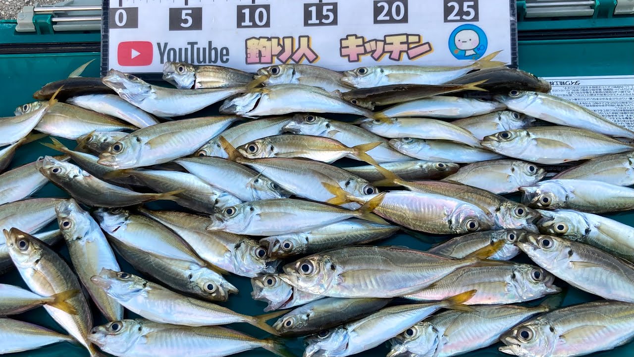 堤防で座ってアジ60匹釣った道具と仕掛け、サビキと餌がコレ(豆アジ編)