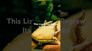 This Lizard Can Regrow Its Own Limbs!#shorts  #Axolotl #Regeneration #Amphibian  #ScienceShorts