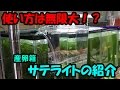 ★商品紹介★ サテライト（産卵箱） 【大分グッピーファンクラブ】