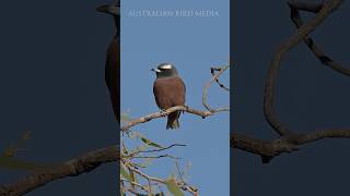 White-browed Woodswallow. Beautiful Australian Songbird.