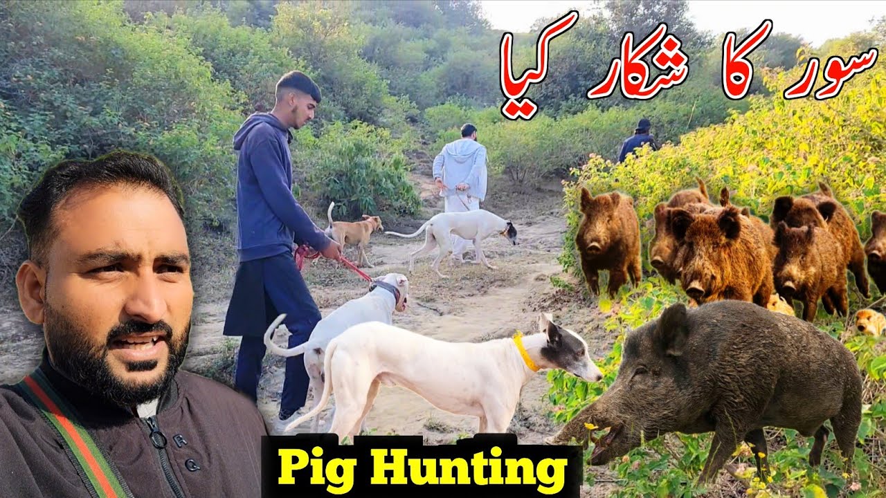 What is The Pig Hunting 2025 || سور کا شکار کیا || Pig Hunting || 