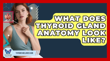 What Does Thyroid Gland Anatomy Look Like? - Thyroid Wellness Hub