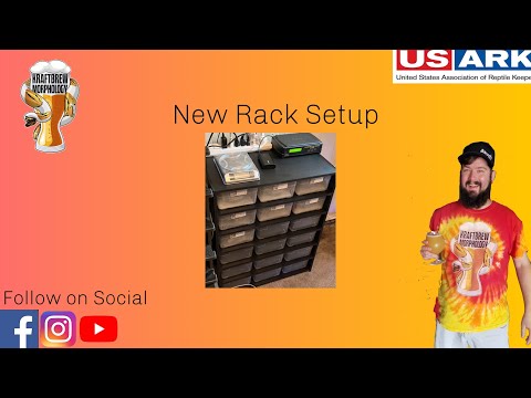 Brand New Ball Python Hatchling Rack Set Up